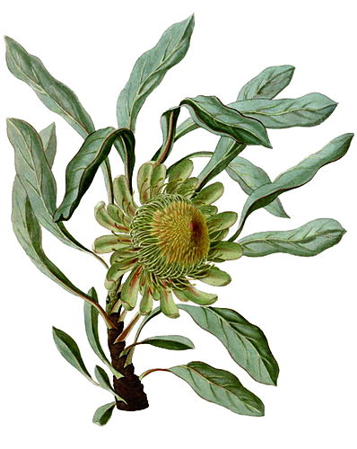 Protea acaulos